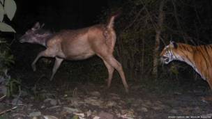 Equipamento consegue flagrar caçadas perigosas, animais raros e pequenos roedores em suas tocas