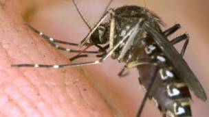 mosquitoe