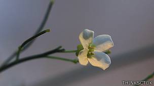 Arabidopsis