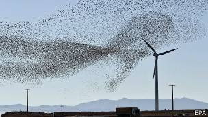 Pájaros