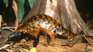 Pangolín