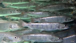 Peces