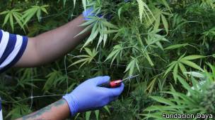 Marihuana