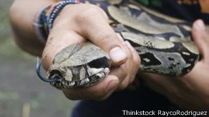 Serpiente boa