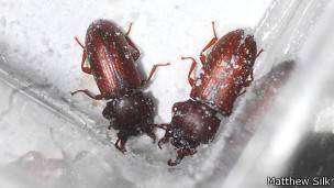 Escarabajos