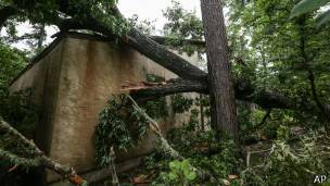 Árboles derribados por un tornado