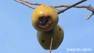 Manzanas podridas.