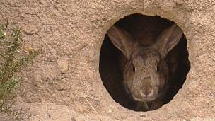 Conejo