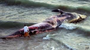 Ballena