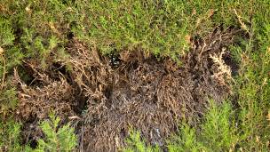 Seto de Cupressus sempervirens con combustible fino, muerto y seco originado por podas y falta de limpieza