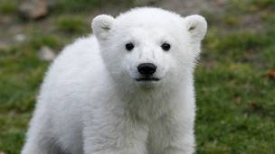 Knut