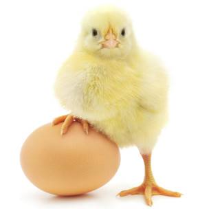 Un pollito apoya la pata en un huevo