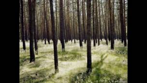 غابات براندنبرغ