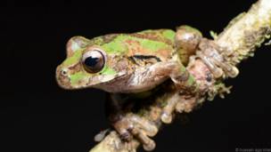 Katak pohon