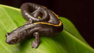Salamander