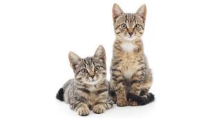 Gatos