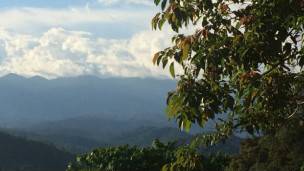 Selva malaya