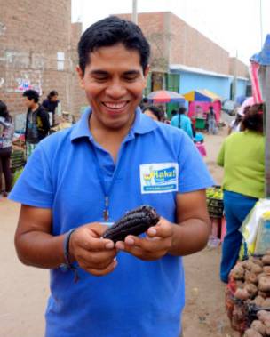 Guía con una mazorca de maíz morado