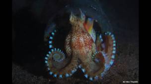 Coconut octopus at night seen off Anilao, Philippines