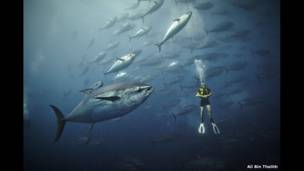 أسماك التونة قرب مالطا