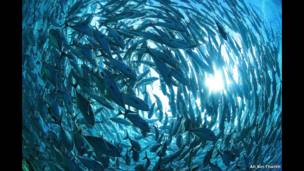 School of bigeye trevally seen off Sipadan Island, Sabah, Malaysia