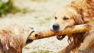 Perros jugando con palo
