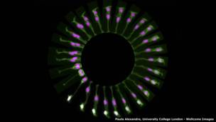 Пола Александр, Университетский колледж Лондона