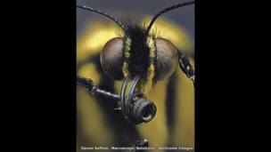 Бабочка семейства Парусники, Дэниел Сафтнер, Макроскопические решения