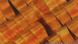 Чешуйки мотылька, Марк С. Смит, Макроскопические решения