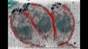 Паразиты, вызывающие таксоплазмоз, Леонардо Лемгрубер, Университет Глазго
