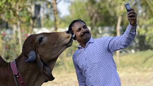 Hombre toma una fotografía con una vaca