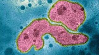 virus H5N1