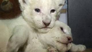Anak singa albino