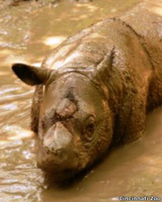 ipuh sumatra rhino