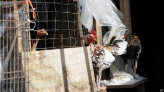 Galos apreendidos em rinha em NY | Crédito: AP