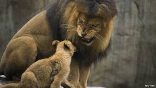 Singa