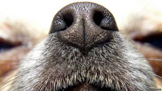 Hocico de perro