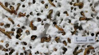 151014021639_gusanos_plastico_624x351_st