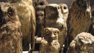 151030151604_escarabajos_624x351_thinkst