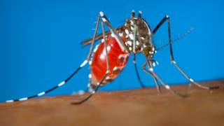 160126032506_aedes_624x351_cdc_nocredit.