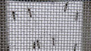 Mosquitos Aedes aegypti 160302164824_moquitos_reja_624x351_ap_no