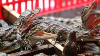 siamese_crocodiles