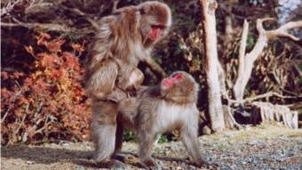 Fêmeas de macaco-japonês
