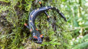 Salamander kaki panjang