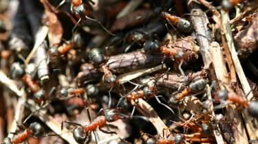 Интересные факты - Страница 5 140922170731_ants_624x351_bbc