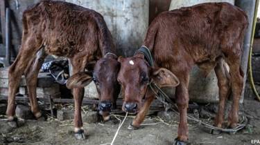 गाय, भारत