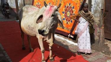 गाय, भारत