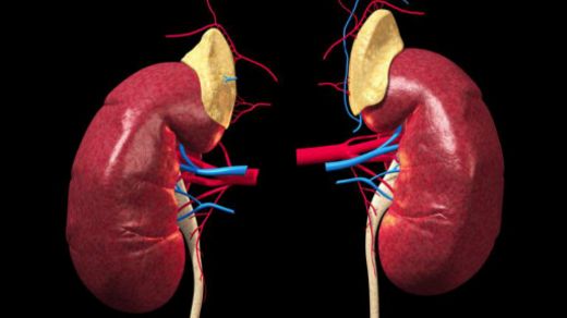 140812090557_cn_kidney_animation_512x288