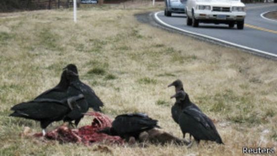 Resultado de imagen para cOMIDA DE LOS ANIMALES SALVAJES CARROÑA