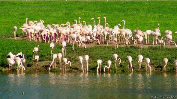 miami flamingos hipodromo hialeah 